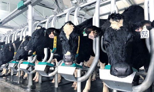 Vinamilk sản xuất sữa A2 đầu tiên tại Việt Nam Vinamilk sản xuất sữa A2 đầu tiên tại Việt Nam