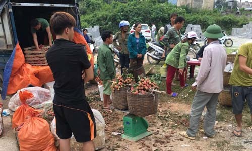 Bầu Hiển giữa đường cứu vải Mặc dù mùa vải bội thu nhưng người nông dân lại đang đứng trước nỗi lo tiêu thụ