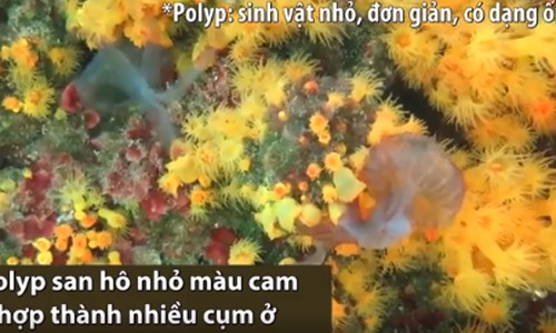 San hô hợp lực bắt sứa ăn thịt San hô hợp lực bắt sứa ăn thịt