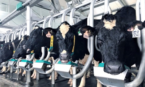 Vinamilk tiên phong giới thiệu sữa tươi 100% A2 đầu tiên tại Việt Nam Vinamilk tiên phong giới thiệu sữa tươi 100% A2 đầu tiên tại Việt Nam