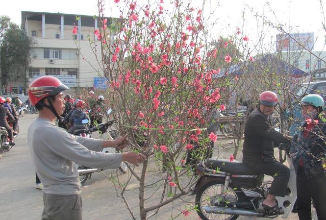 Đào ‘lạ’ tại Lạng Sơn Đào ‘lạ’ tại Lạng Sơn