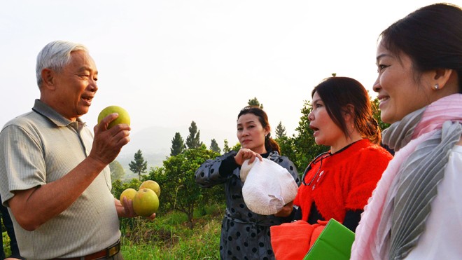 Chuyên gia 3 quốc tịch hồi hương làm… rẫy Ông Phương giới thiệu loại cam tan mỡ bụng