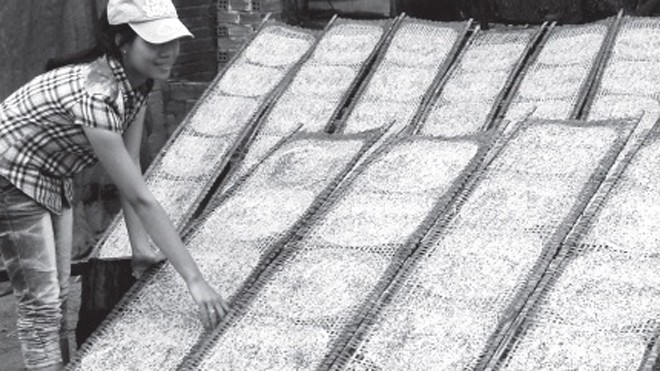 Xóm phá rừng thành làng bánh tráng Xắn tay vào vụ bánh tết