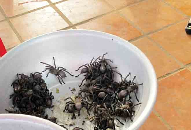 Đi chợ côn trùng, ăn thịt nhện ở xứ chùa Tháp Đi chợ côn trùng, ăn thịt nhện ở xứ chùa Tháp
