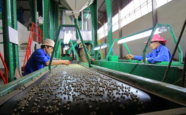Bị truy hoàn thuế, doanh nghiệp cà phê kêu cứu Chọn cà phê trên băng chuyền sơ tuyển tại Cty Cổ phần cà phê Phước An. Ảnh: H.T.N
