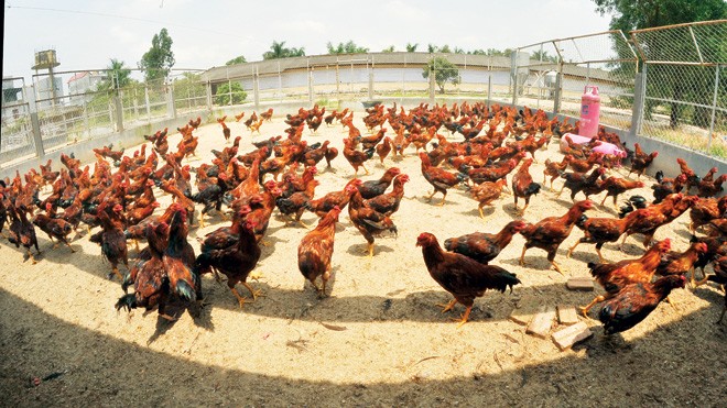Gà chín cựa bước ra từ truyền thuyết Đàn gà 9 cựa của Dabaco. Ảnh: N.Trường