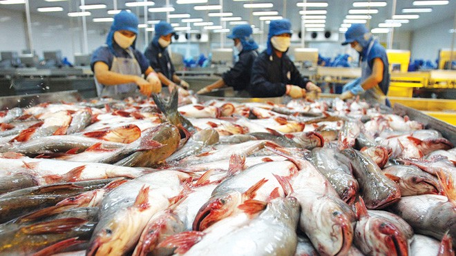 Lo ngại mới của thủy sản Việt Nam Cửa nào cho cá tra vào thị trường Mỹ. Ảnh: Tiến Dũng