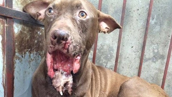 Chọi chó - Những canh bạc bạo lực Hậu quả sau cuộc chiến (trong ảnh hàm dưới của Pitbull bị cắn cụt). Ảnh: Diễn đàn Pitbull Việt Nam