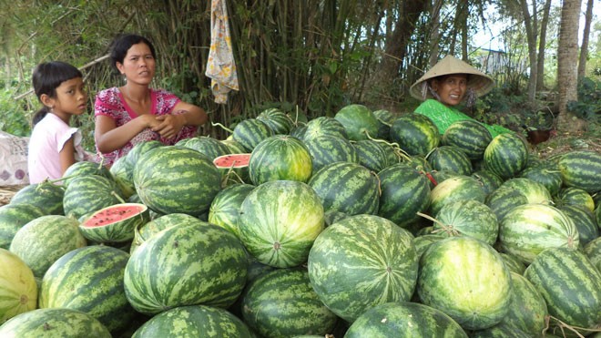 Chủ dưa thành…con nợ Chị Trần Thị Na Vi tính bán xong dưa là bỏ quê đi làm mướn. ẢNH: XUÂN LƯƠNG