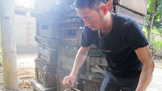 Tỷ phú từ nuôi ong lấy mật Anh Phong kiểm tra các tầng mật