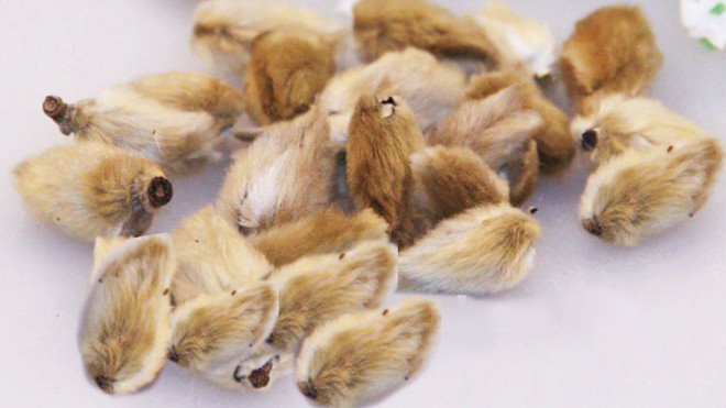 Chữa khỏi xoang mãn tính bằng Tân Di Tán Tân Di Tán thực chất là búp hoa, góp phần tăng công năng điều trị xoang
