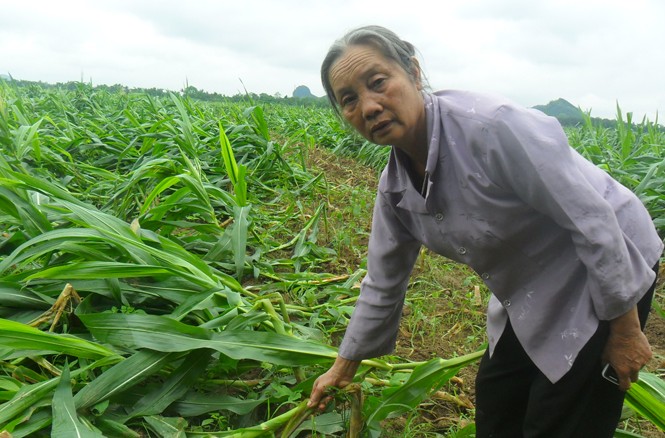 Lốc xoáy, mưa đá gây thiệt hại 5 tỷ đồng Mưa đá gây thiệt hại nặng nề cho người dân. Ảnh: Phạm Nhài