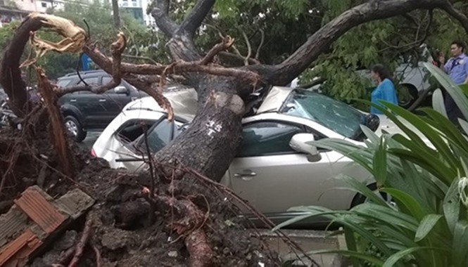 Cây xanh 'hại người': Ai chịu trách nhiệm, đền bù? Cây xanh bật gốc đè ô tô vào chiều 28/5
