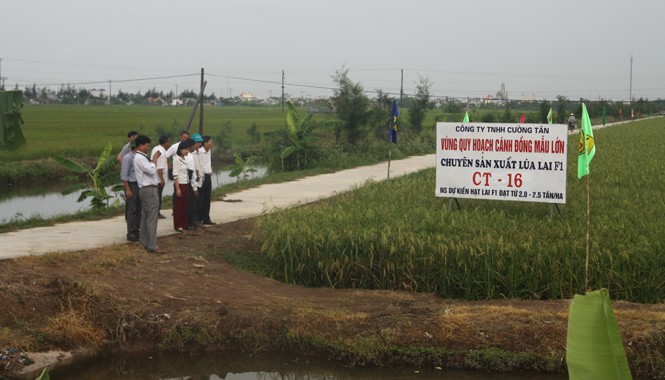 “Dứt khoát không để nông dân gặp rủi ro” Lúa lai sản xuất tại Nam Định