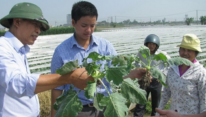 Bệnh viện cây trồng Bác sỹ cây trồng khám bệnh cho cây. Ảnh: Ngọc Huyền
