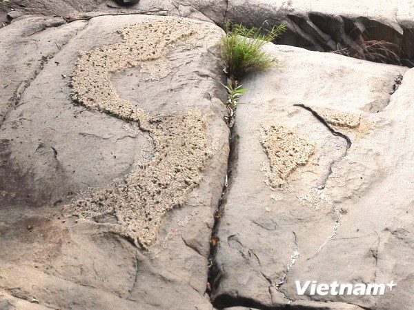 Phát hiện phiến đá trong rừng có hình bản đồ Việt Nam Bản đồ Việt Nam trên đá. (Ảnh: Nguyễn Đức Thọ/Vietnam+)