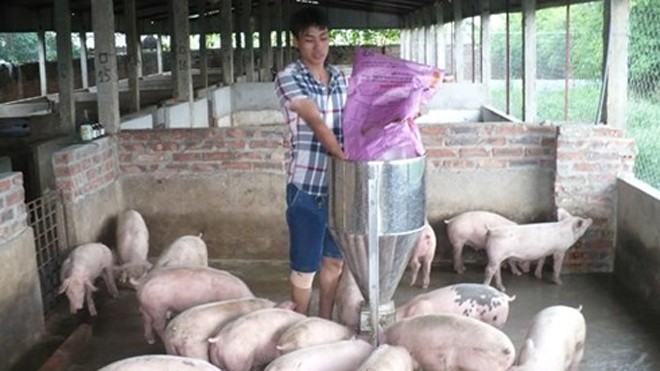 Bỏ nghiệp thủy thủ về quê... nuôi lợn Anh Trần Bá Tuấn đang chăm sóc đàn lợn trong trang trại của mình.