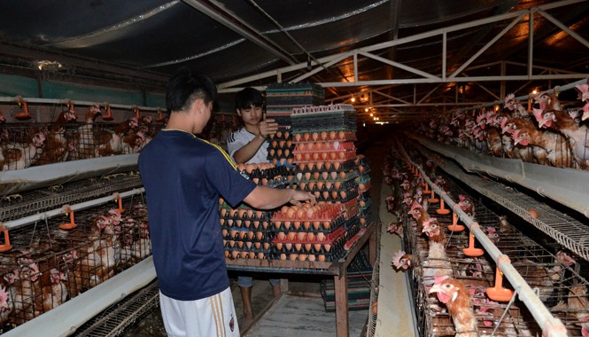 Khi doanh nghiệp vừa và nhỏ được đỡ đầu Trang trại gà của anh Diễn có khả năng cung cấp 30.000 trứng/ngày