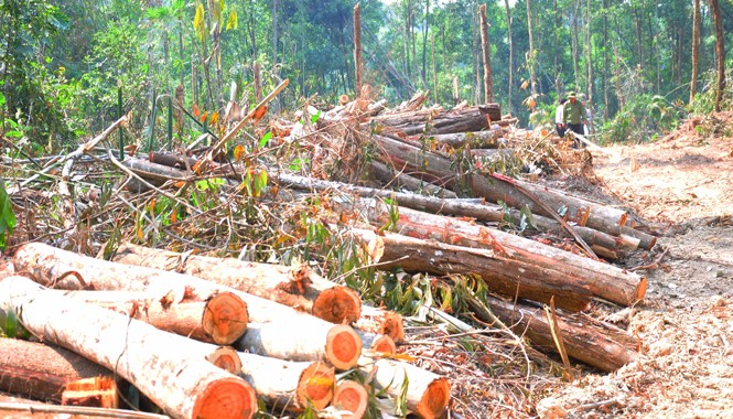 Yêu cầu Giám đốc Công an tỉnh Đắk Nông nghiêm túc kiểm điểm Rừng của Cty Trường Thành bị Cty Tân Phát chặt hạ