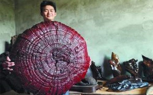 Nấm linh chi có đường kính gần một mét, gấp 6 lần thông thường Nấm linh chi có đường kính 92 cm. Ảnh: Shanghaiist