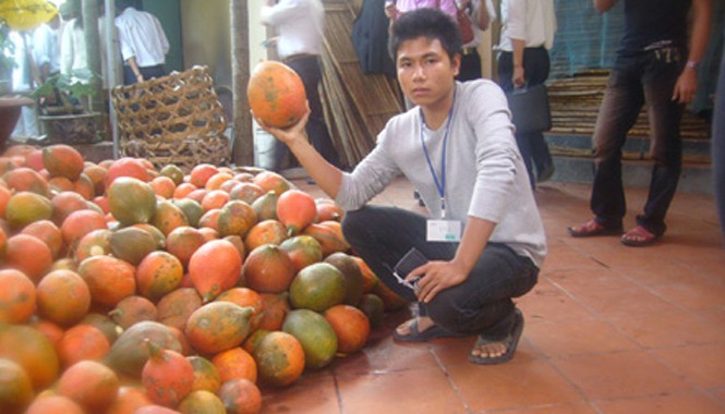 Cựu vận động viên quyền anh làm giàu từ trồng gấc Anh Đạt đã từ bỏ nghiệp thi đấu quyền anh để về khởi nghiệp và làm giàu từ quả gấc. Ảnh: NVCC