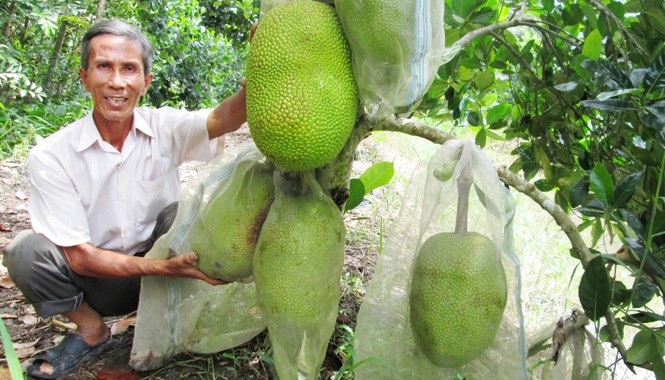 Trồng mít sạch thu nhập hàng trăm triệu đồng Ông Tám bên cây mít trĩu quả của mình. Ảnh: Hòa Hội