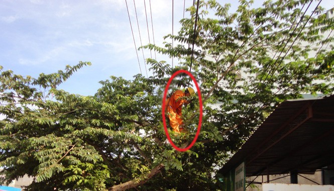 Nỗi niềm của thợ điện Công nhân Điện lực Di Linh phát quang hành lang an toàn lưới điện.