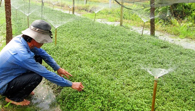 Xà lách xoong VietGAP Xà lách xoong ở HTX Thuận An. Ảnh: Ngọc Huyền.