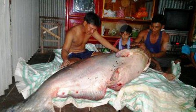 Bắt được cá tra 'khổng lồ', bán 50 triệu đồng Con cá tra dầu ở nhà anh Giang. Ảnh: Dương Ut.