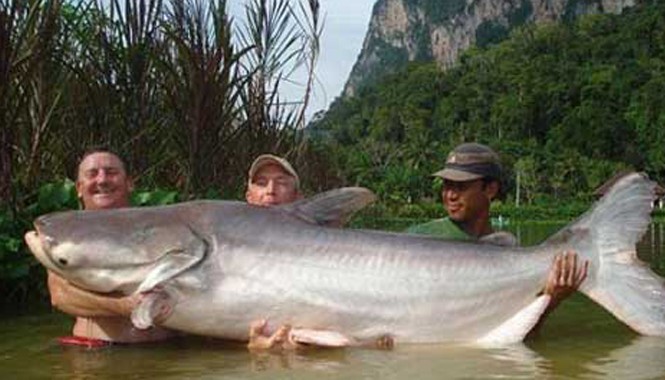 Những chuyện ly kỳ ghi tại 'vương quốc cá hô khổng lồ' Dòng Mê Kông luôn hấp dẫn các tay câu từ khắp nơi trên thế giới vì có có nhiều cá "khổng lồ". Ảnh Sam.