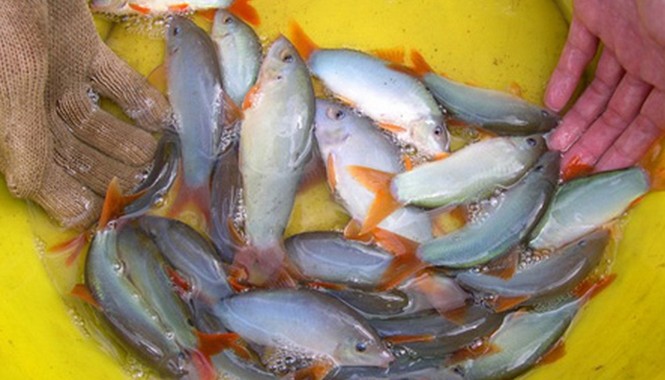 Nuôi cá “heo” nước ngọt ở An Giang Cá “heo” nước ngọt thương phẩm. Ảnh: Ngọc Huyền.