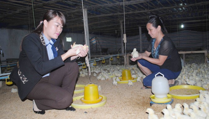 Nữ Trưởng đài triệu phú Chị Lợi (bên trái) chăm sóc đàn gà công nghiệp thương phẩm mới 5 ngày tuổi. Ảnh: Duy Ngợi.