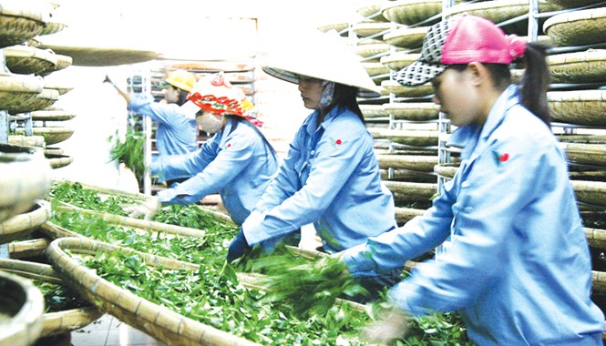 Chiêu bẩn của các đối thủ cạnh tranh Chế biến chè tại TP Đà Lạt.