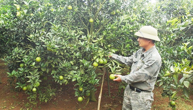 Khổ tận, cam lai Anh Bách bên vườn cam Cao Phong.