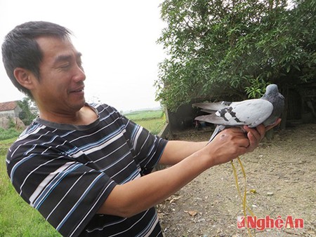 Xuất hiện bồ câu “đưa thư” có chữ lạ Anh Thắm với chim đưa thư có chữ lạ vừa bắt được.