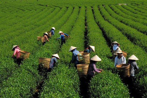 Chè Lâm Đồng đã được thông quan vào Đài Loan Ảnh minh họa.