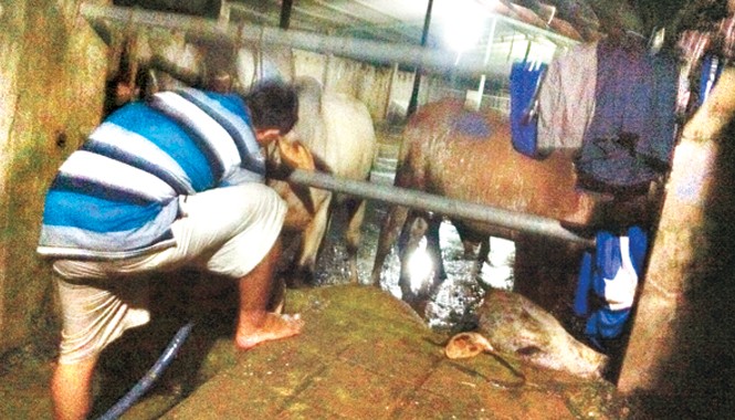 Thâm nhập 'đại bản doanh' bò bơm nước ở Long An Út bơm nước cho bò, bên cạnh là một con bò bị sặc nước gục xuống, đầu đập vào nền xi măng.