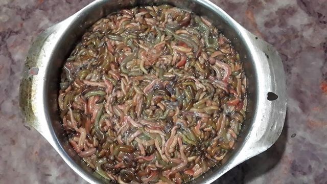 Đổ xô mua rươi đầu mùa 400.000 đồng/kg Rươi tươi bán giá 200.000 - 400.000 đồng/kg tại các chợ quê. Ảnh: NVCC.