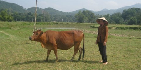 Phá án từ con bò sứt tai 6 năm 'mất tích' Con bò mất trộm từ sáu năm trước đã được trả về cho chủ nhân.