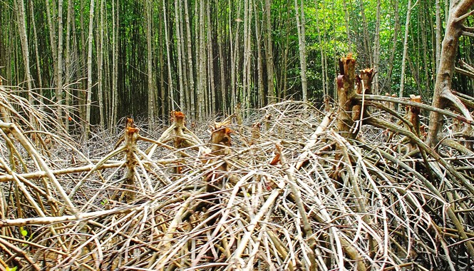 Làm du lịch phá rừng, bị phạt 5 triệu đồng Rừng bị chặt phá (ảnh minh họa).
