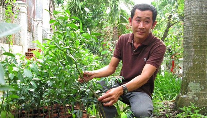 Dang dở chuyện học hành, về vườn trồng ổi thu 1 tỷ mỗi năm Mỗi năm trồng ổi, bán cây giống đem lại nguồn thu nhập khoảng tỷ đồng cho gia đình anh Khương