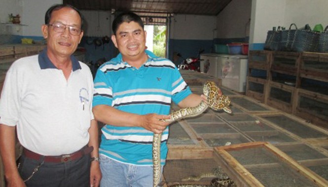Nơi người dân nuôi trăn như... nuôi lợn Mỗi năm từ việc bán trăn thịt và trăn giống anh Cường thu lãi trên 1 tỷ đồng.