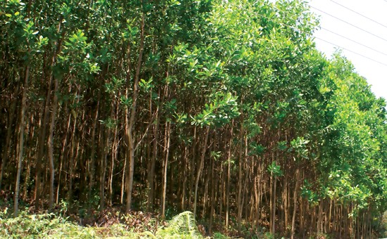 Cưa 12 cây keo lai, 8 người lĩnh án Ảnh minh họa.