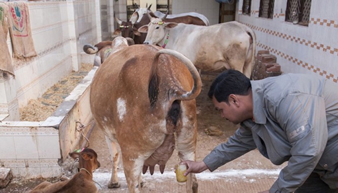 Uống nước tiểu “bò trinh nữ' để chữa ung thư Nhiều người tin rằng nước tiểu có công dụng tốt nhất khi được lấy vào buổi sáng, lúc mặt trời chưa mọc. Ảnh: Mirror.