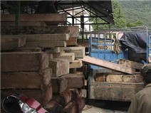 Xử nghiêm kẻ chở gỗ lậu tông chết cán bộ kiểm lâm Ảnh minh họa