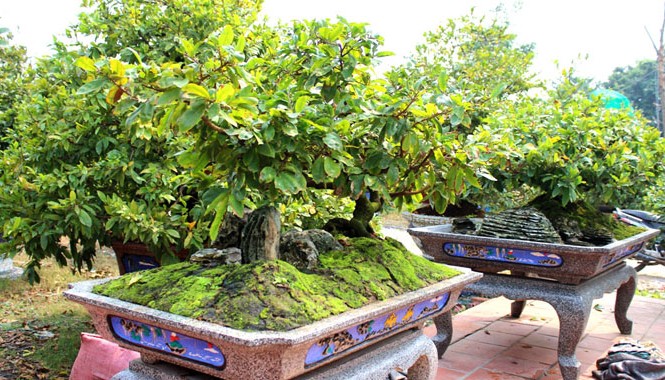 Người dân Sài Gòn bất an với nạn trộm cắp mai cảnh Những cây mai có giá trị cao luôn là "miếng mồi" ngắm đến của bọn "mai tặc".