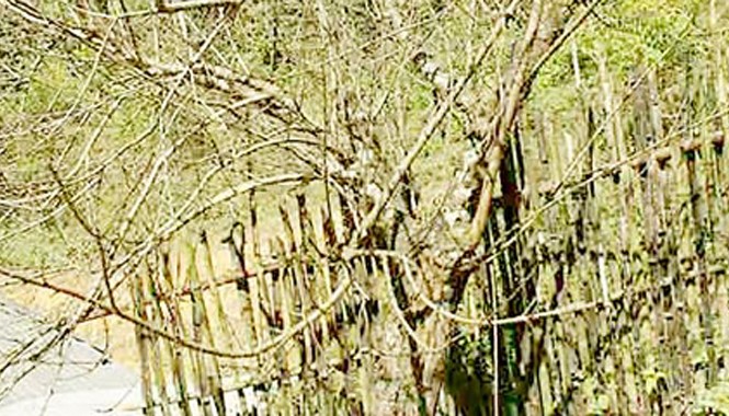 Lặn lội lên non săn đào rừng chơi Tết Vườn đào tại huyện Phù Yên (Sơn La) đã được đặt mua sớm.