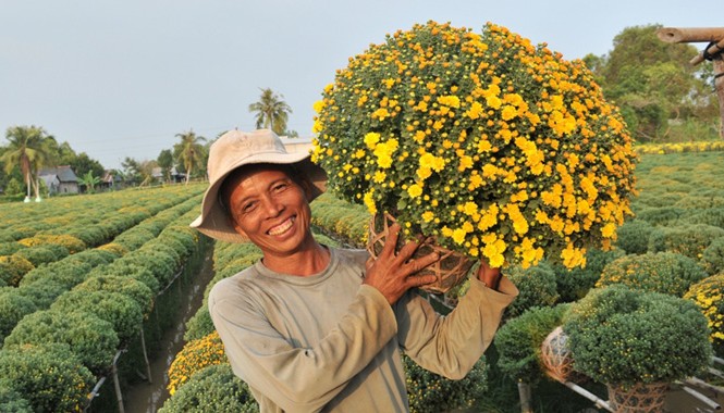 Trồng hoa cúc mâm xôi lãi gấp 10 lần trồng lúa? Với 9.000 chậu hoa cúc mâm xôi, mùa hoa tết năm nay ông Trần Văn Tiên thu lãi khoảng 300 triệu đồng, lời gấp 10 lần trồng lúa.