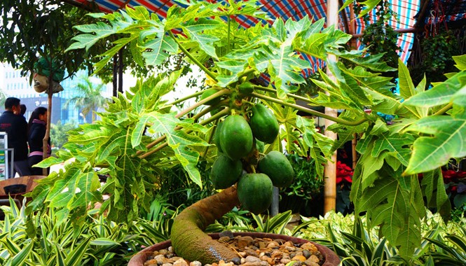 “Sốt” đu đủ cảnh giá gần 10 triệu đồng Cây đu đủ cảnh 8 quả có giá gần 10 triệu đồng.