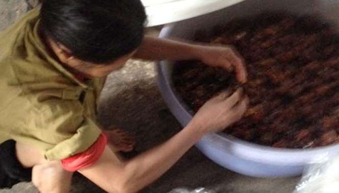 Ô mai Tết phơi cạnh chuồng gà, làm “bạn” với ruồi Một nữ công nhân dùng tay không sơ chế ô mai. Túi ô mai để dưới nền đất.